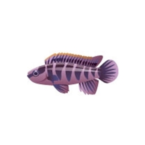 Purple Badis